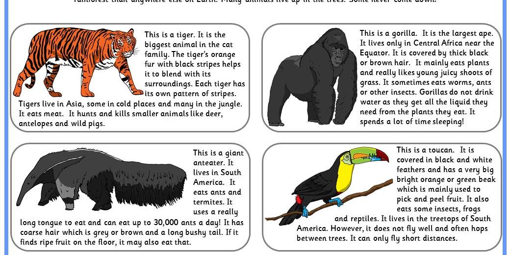 Comprehension - Rainforest Creatures - Easy (Worksheet). 