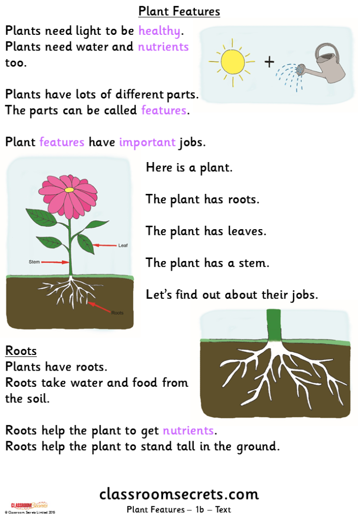 Plants | Classroom Secrets