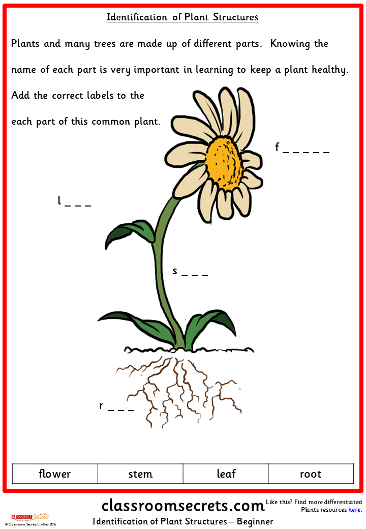 Identification of a Plant Structure | Classroom Secrets