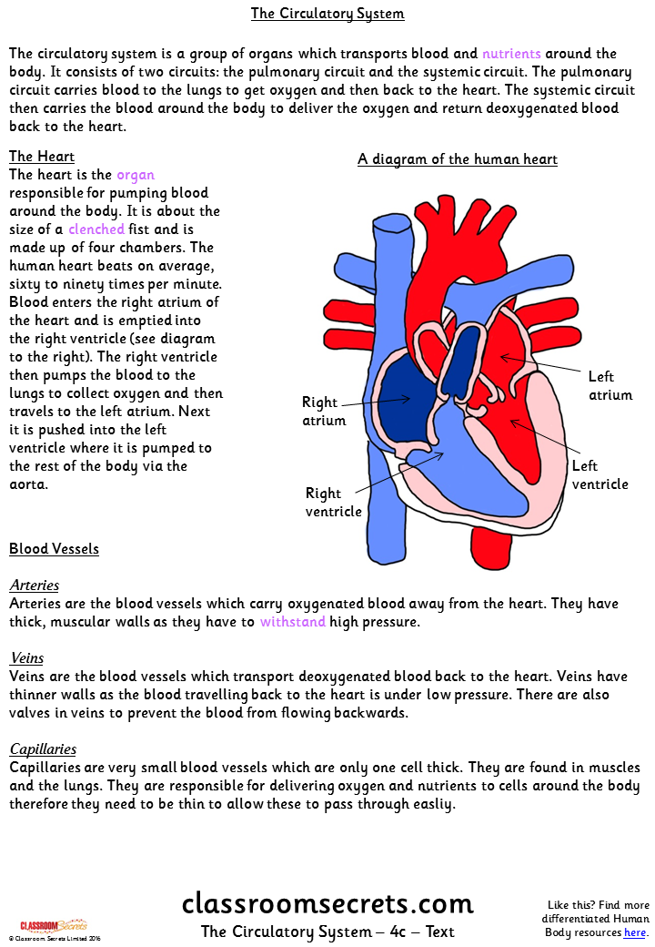 circulatory system homework year 6