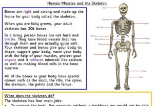 Human Muscles and the Skeleton Resources