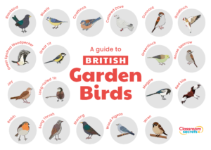 Key Stage 2 Garden Birds Resource Pack
